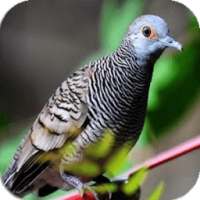 Master Burung Perkutut on 9Apps