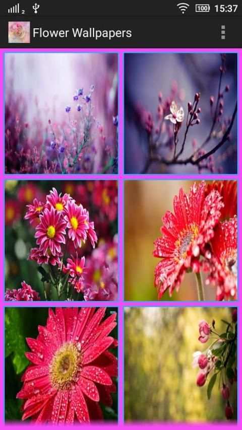 Flower Wallpapers screenshot 2