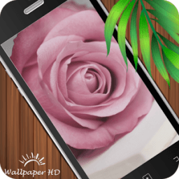 ikon Rose Wallpaper HD