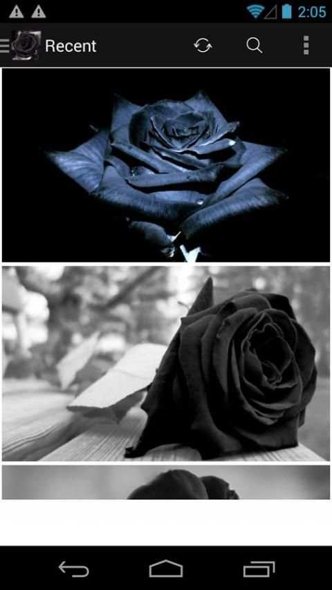 Black Rose Wallpapers HD скриншот 4