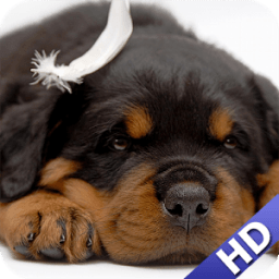 ikon Rottweiler Wallpaper