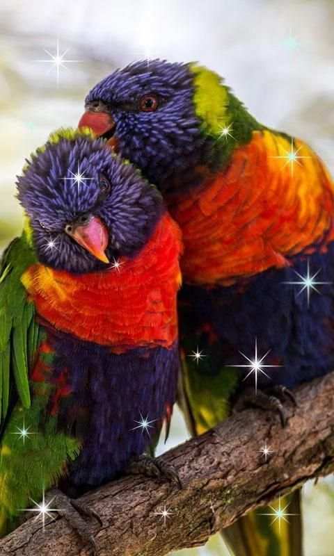 Birds Live Wallpaper स्क्रीनशॉट 4