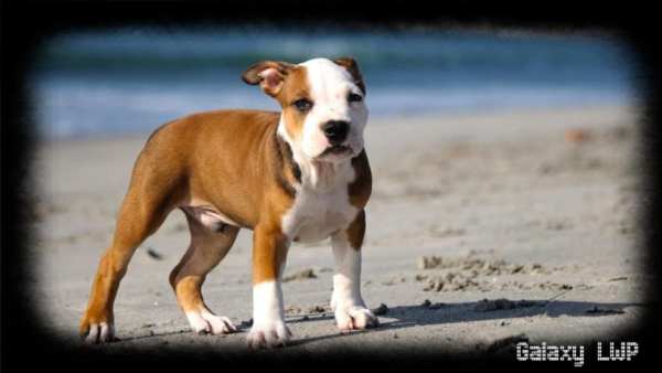 Pitbull Pack 2 Wallpaper 4 تصوير الشاشة