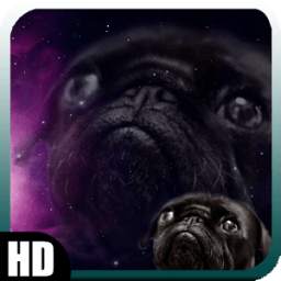 Pug Wallpaper 1.0
