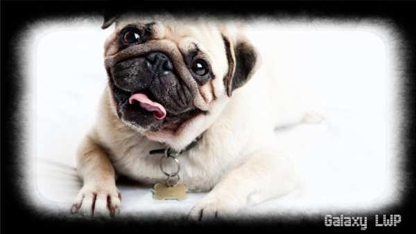 Pug Wallpaper screenshot 2