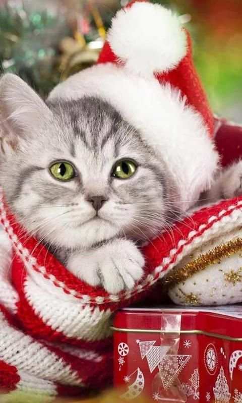 Christmas Cat live wallpaper screenshot 4