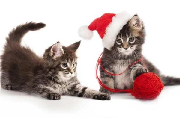 Christmas Cat live wallpaper screenshot 2