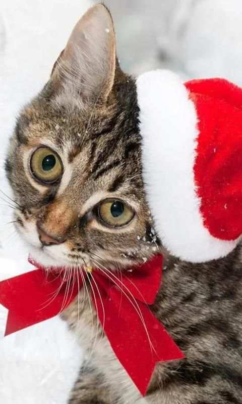Christmas Cat live wallpaper screenshot 5