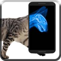 Cat Xray Prank