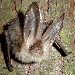 Летучие мыши обои icon