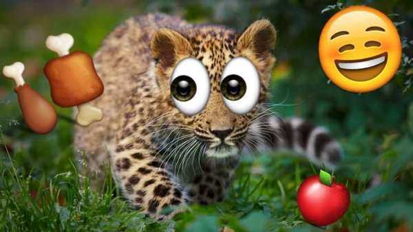 Emoji Photo Sticker Maker Pro скриншот 7