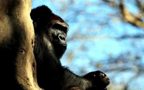 Gorilla Pack 3 Live Wallpaper скриншот 4