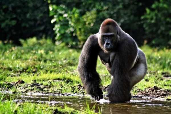 Gorilla Pack 3 Live Wallpaper скриншот 1