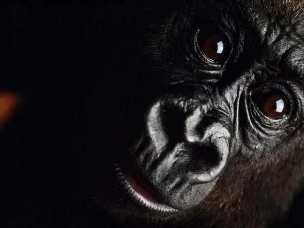 Gorilla Pack 3 Live Wallpaper скриншот 2