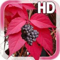 Autumn Grapes LWP on 9Apps