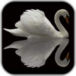 Swan Video Live Wallpaper