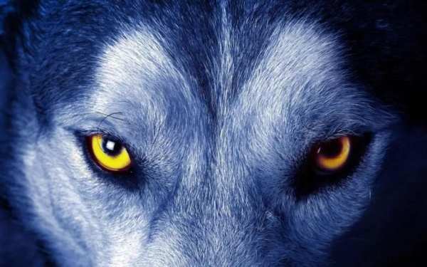 Wolf Eyes Live Wallpaper screenshot 1