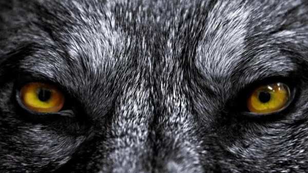 Wolf Eyes Live Wallpaper screenshot 3