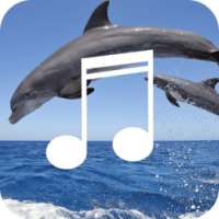 Dolphin Sound-Relax Sleep Calm on 9Apps