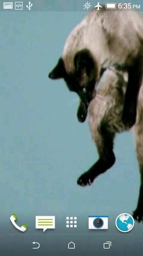 Cats Video 3D LWP screenshot 5
