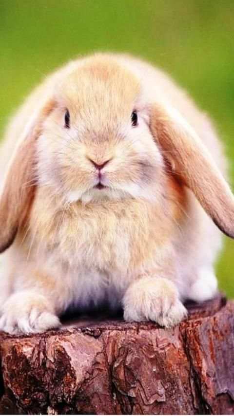 Rabbits Wallpapers скриншот 6
