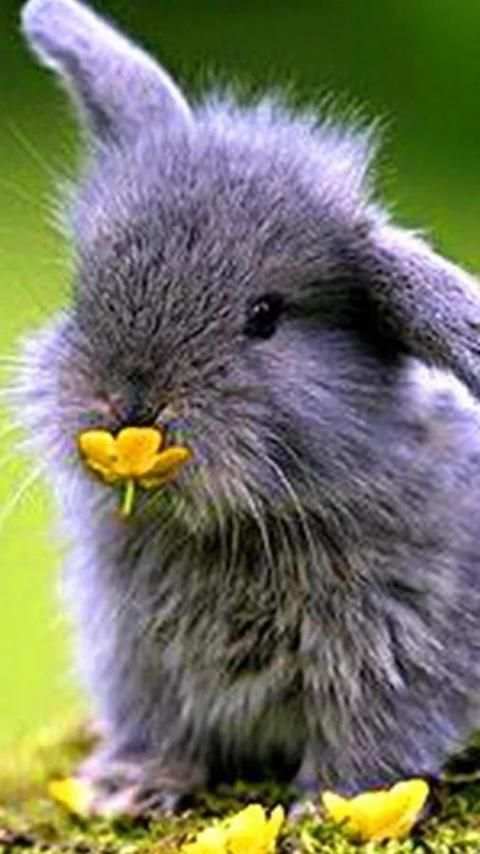 Rabbits Wallpapers screenshot 8