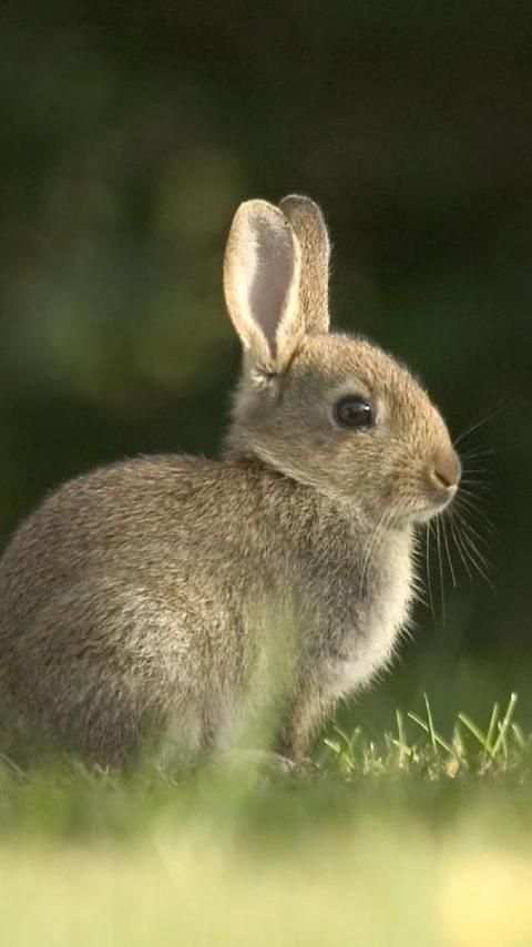 Rabbits Wallpapers скриншот 2