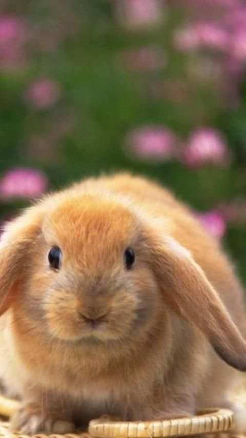 Rabbits Wallpapers скриншот 5