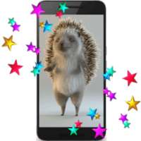Hedgehog 3D Video LWP on 9Apps