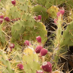 Chamatkari Paudhe أيقونة