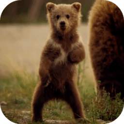 Cute Bear Video Live Wallpaper