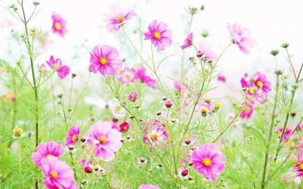Wild flowers скриншот 2