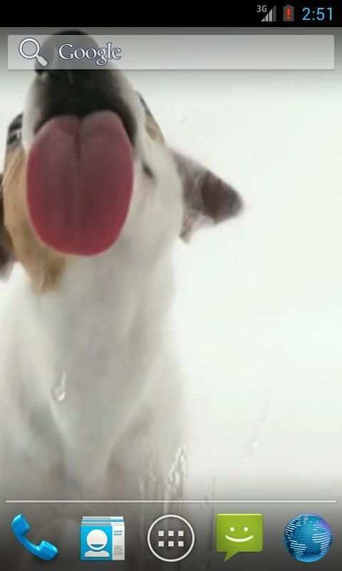 Dog Licks Screen Wallpaper 3 تصوير الشاشة