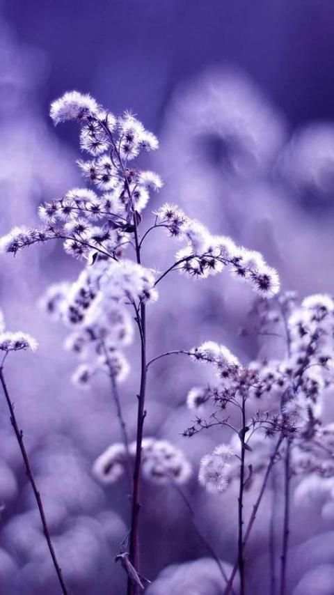 Beautiful Nature Wallpapers screenshot 6