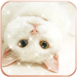 Cat Wallpaper HD Kitten आइकन