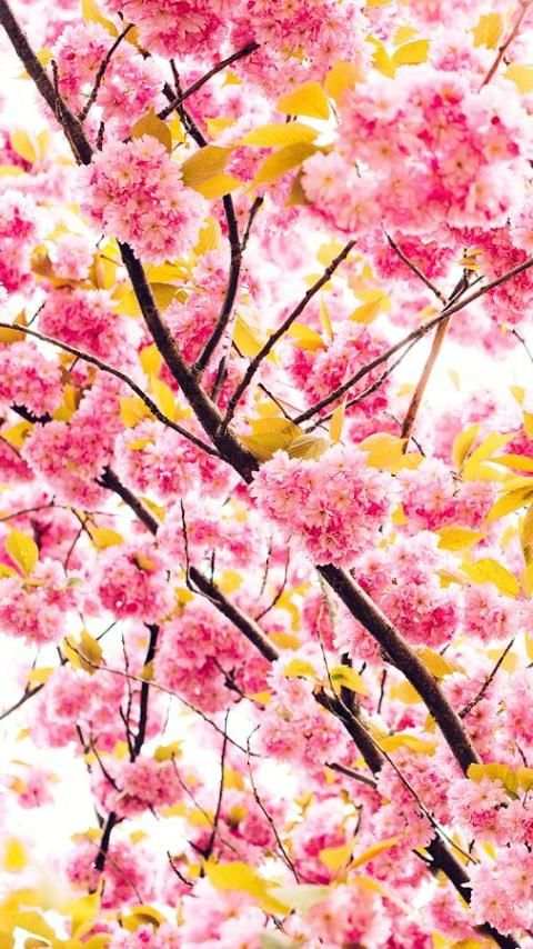 Wallpapers for Samsung S6 ™ screenshot 8