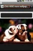 Cute Dogs Wallpapers screenshot 1