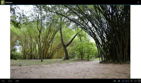 Bamboo Wallpaper Free 2 تصوير الشاشة