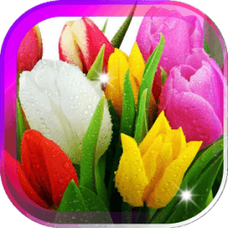 Amazing Tulips live wallpaper أيقونة