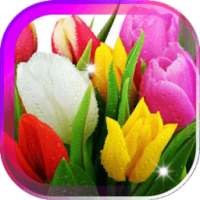 Amazing Tulips live wallpaper on 9Apps