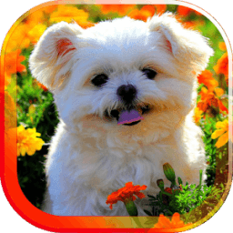 Весна Животные живые обои иконка