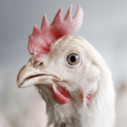 Chicken Sounds आइकन