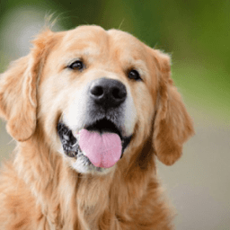 Animal Sounds أيقونة