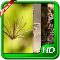 Nature HD Live Wallpapers on 9Apps