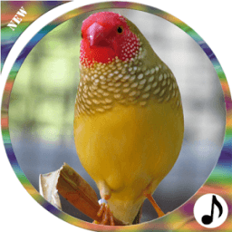 Birds Ringtones आइकन