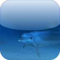 Dolphins 3D Video Wallpaper on 9Apps