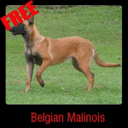 Belgian Malinois иконка