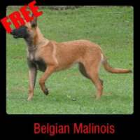 Belgian Malinois