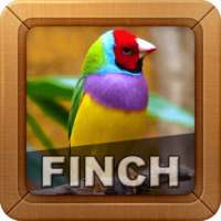 Finch Bird Sounds