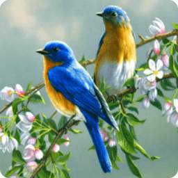 Blue Branch Bird HD 1.7